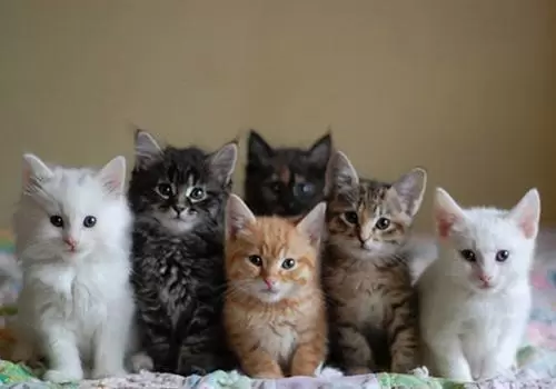 做梦梦到捡到四只猫 梦到捡到一窝四只猫插图