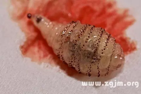 做梦梦见厕所蛆虫,梦见自己上厕所小便插图