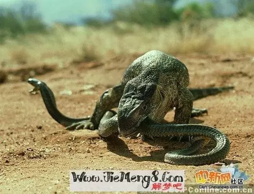 做梦梦见蛇什么情况 昨晚做梦梦见蛇插图