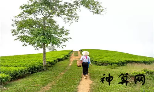 晚上梦到捡鸡蛋好吗,做梦捡鸡蛋是什么预兆求解答插图