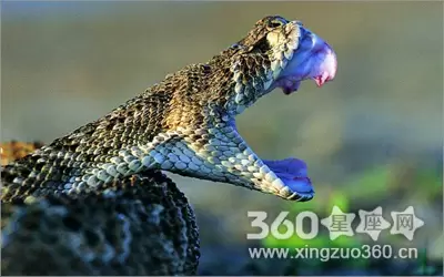 2022年女人梦见蛇预示着什么 女人梦见蛇运气好吗插图