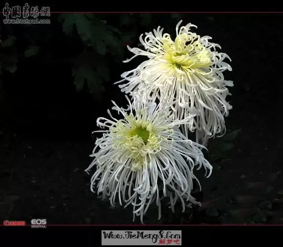 梦见逝者还活着并且说话是什么意思插图1