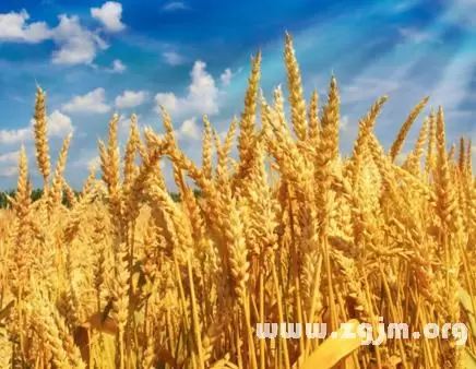 梦见麦粒成堆 周公解梦查询,梦见扫垃圾是什么意思周公解梦插图1