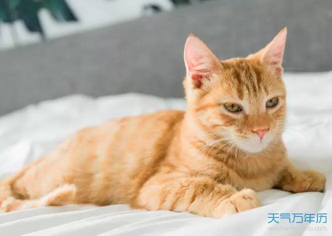怀孕梦到猫咬自己的孩子 孕期做梦梦到猫咬自己插图