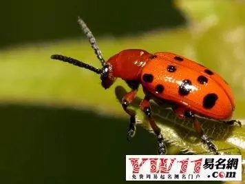 做梦梦见好多昆虫,梦见家里很多虫子插图