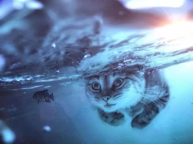 做梦梦到猫会游泳 猫会游泳为什么还怕水插图