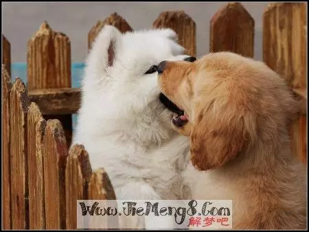 做梦梦见两条狗咬我 做梦梦见两条狗咬我什么意思啊插图
