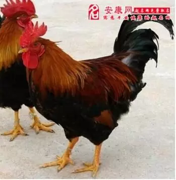 大公鸡周公解梦 新版大公鸡解梦插图