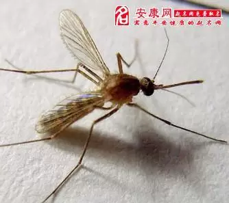 做梦梦见好多蚊子,梦见被蚊子咬了好多包插图