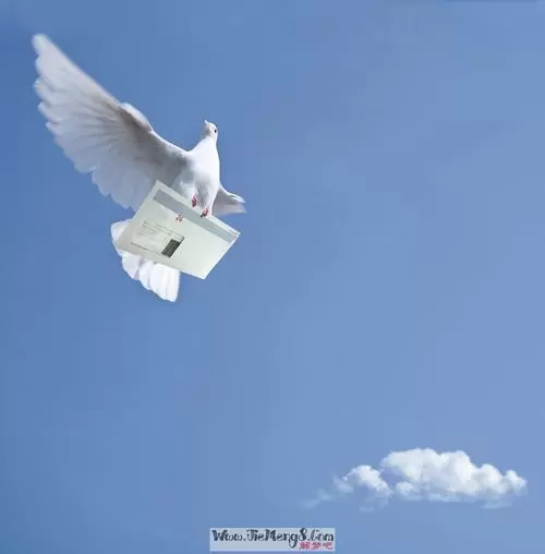 做梦去看鸽子 梦见家里有鸽子好吗插图