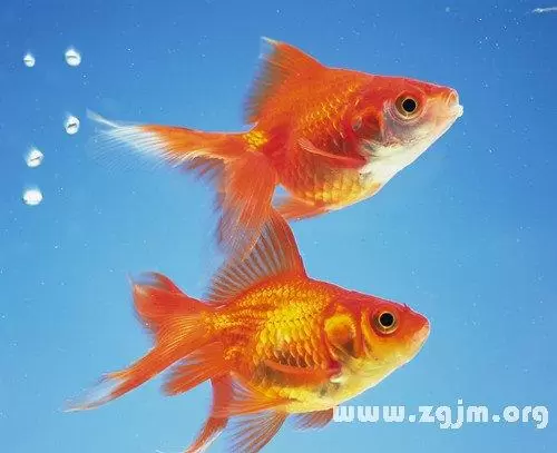 做梦梦见别人卖鱼没买,梦见买鱼是什么征兆插图