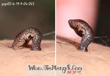 周公解梦梦见蚂蝗上身 做梦梦到蚂蝗爬到身上插图