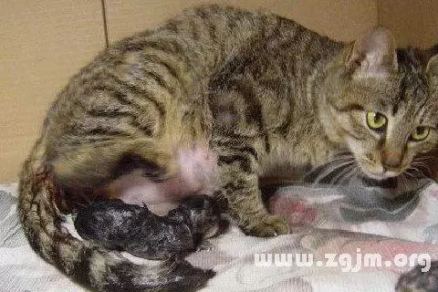 做梦生了小猫 做梦很多刚出生小猫插图