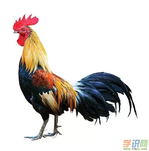 梦到大公鸡周公解梦 梦到彩色大公鸡插图
