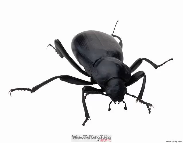做梦梦见身上全是甲壳虫 梦见自己满身小甲壳虫插图