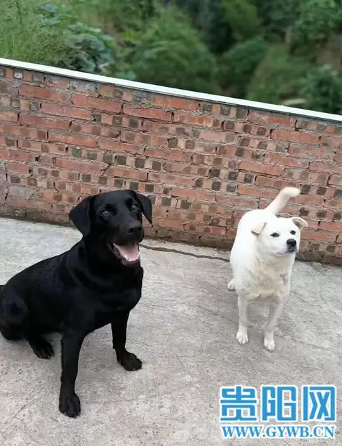 孕妇梦到白狗黑狗 孕妇梦到一条大黑狗插图