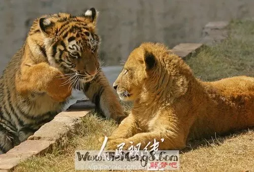 做梦养狮子老虎 做梦被老虎咬预示着什么插图