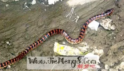 最全周公解梦梦见蛇插图1