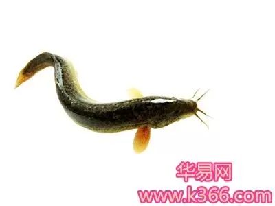 做梦泥鳅咬我手 梦见泥鳅咬了自己的手插图