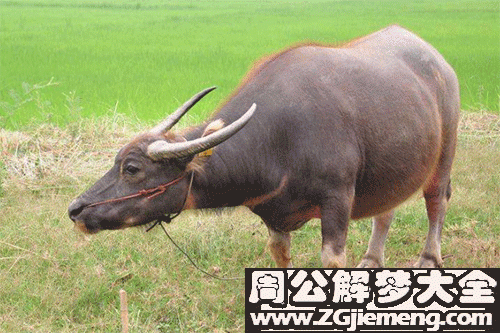 做梦梦到生个公牛 做梦梦到小牛犊插图