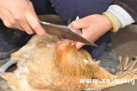 做梦梦见炖小鸡,做梦梦到杀鸡插图