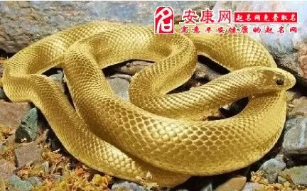 孕妇梦见吃了大金蛇 孕妇梦见吃蛇代表什么插图