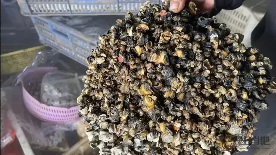福寿螺冒充田螺卖？官方：已查封！高度警惕，误食可致死！插图