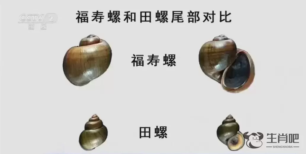 福寿螺冒充田螺卖？官方：已查封！高度警惕，误食可致死！插图1