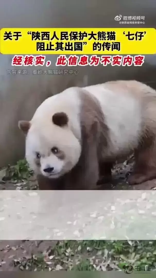 “陕西人民阻止大熊猫七仔出国”？官方回应插图