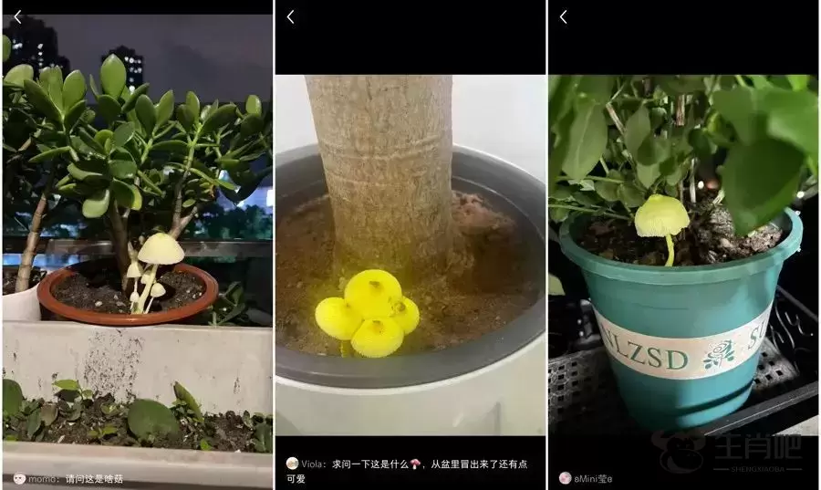 近期暴长！上海网友都在晒！发出灵魂二连问，紧急提醒插图10