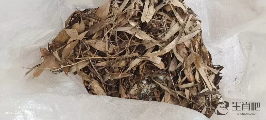 吓人！云南一村民上山捡菌，发现两条眼镜王蛇，还有六七十枚蛋插图1