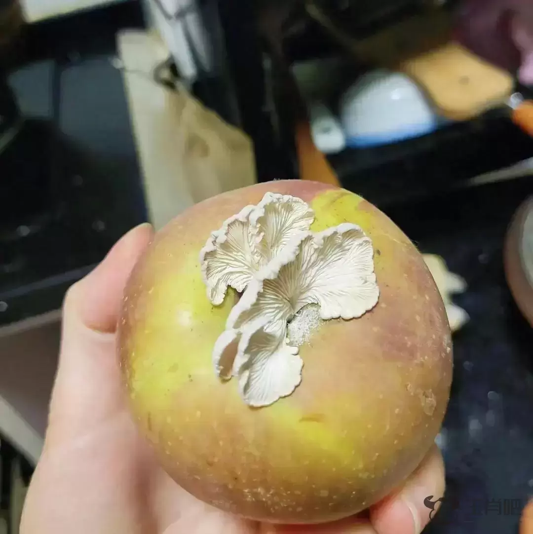 苹果上长蘑菇变“果菌王”，中科院博士：已尝插图