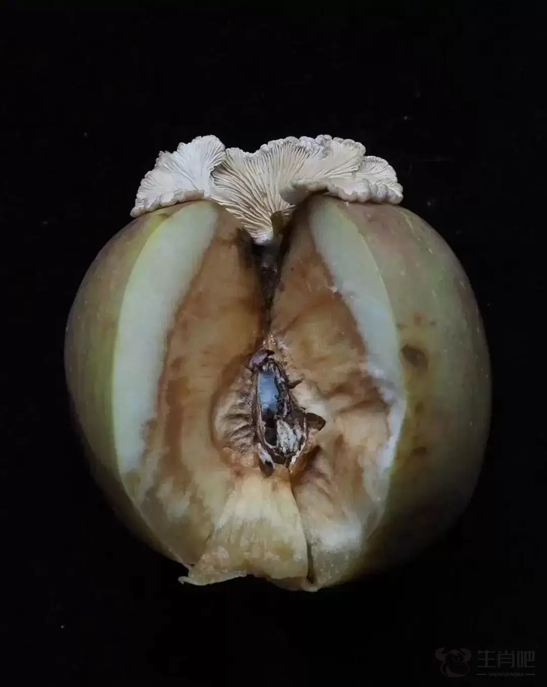苹果上长蘑菇变“果菌王”，中科院博士：已尝插图1