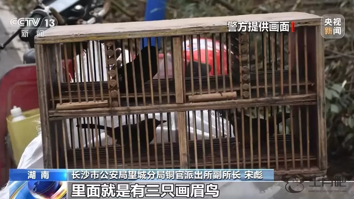 法治在线丨捕鸟反成“笼中鸟” 捕售画眉鸟41人落网插图4