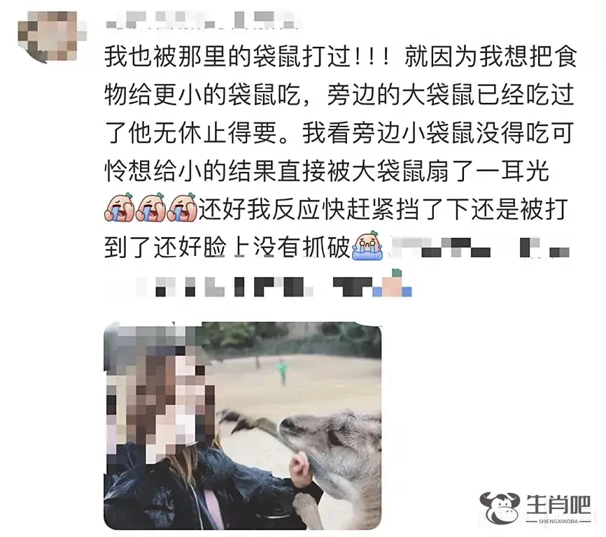 游客爆料：在上海野生动物园，被袋鼠打伤！还有人被扇耳光？园方最新回应插图1