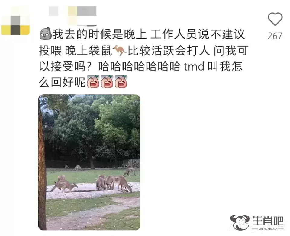 游客爆料：在上海野生动物园，被袋鼠打伤！还有人被扇耳光？园方最新回应插图2