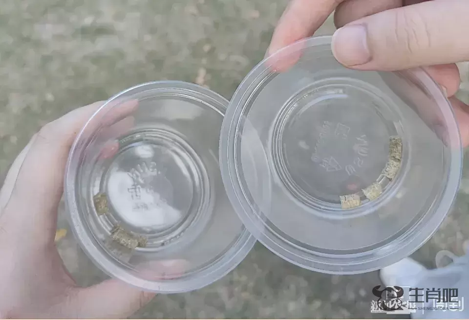 游客爆料：在上海野生动物园，被袋鼠打伤！还有人被扇耳光？园方最新回应插图4