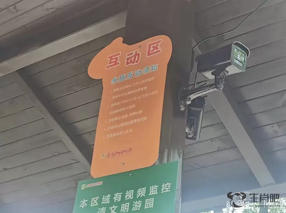 游客爆料：在上海野生动物园，被袋鼠打伤！还有人被扇耳光？园方最新回应插图9