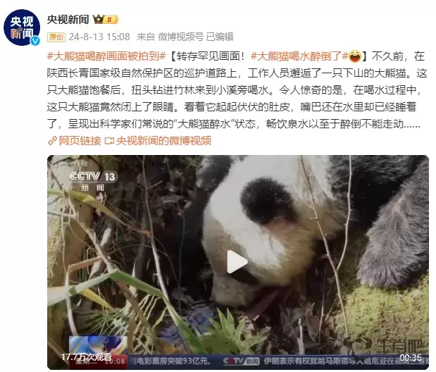 罕见！大熊猫“喝醉”画面被拍到插图