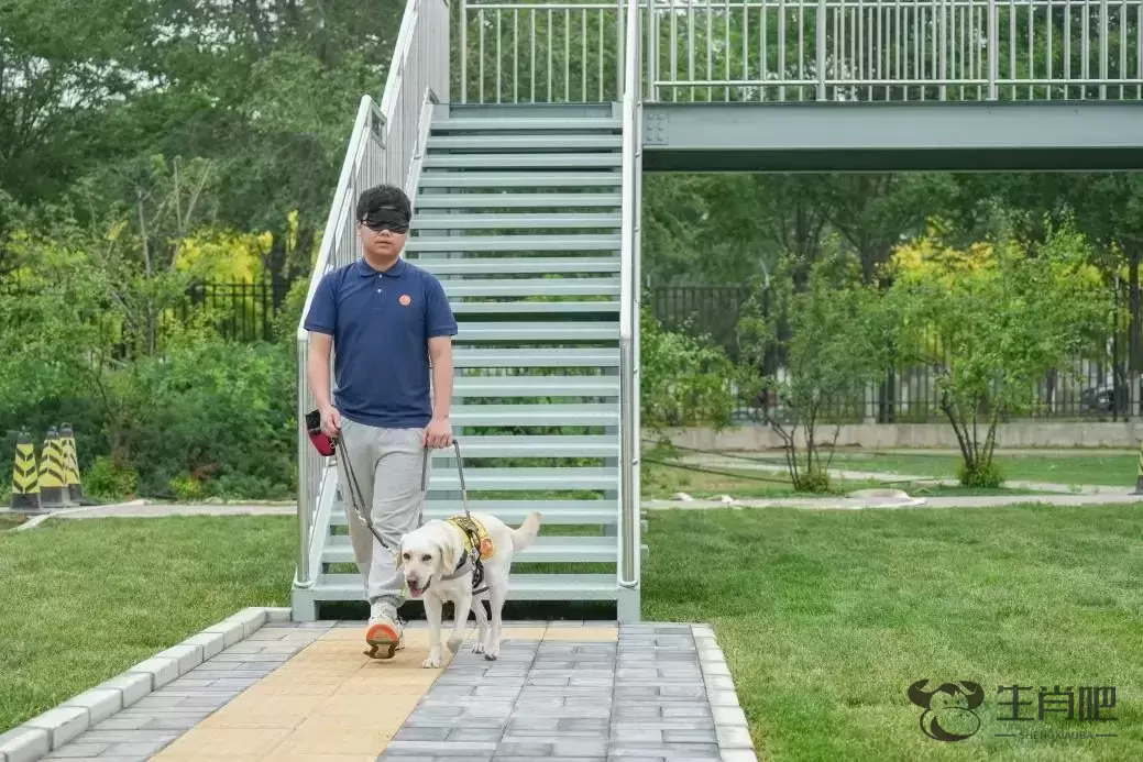 导盲犬是怎么工作的？遇到导盲犬要怎么做？插图