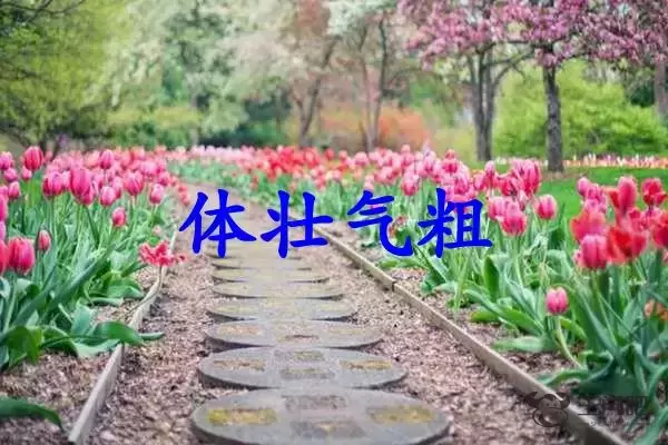 体壮气粗是什么生肖插图