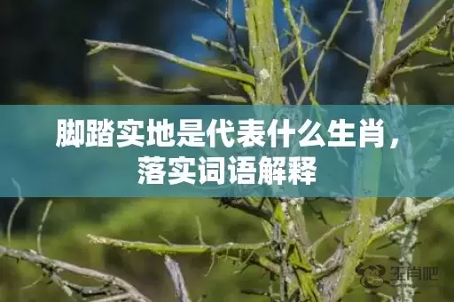 脚踏实地是代表什么生肖，落实词语解释插图