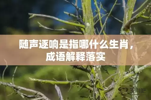 随声逐响是指哪什么生肖，成语解释落实插图