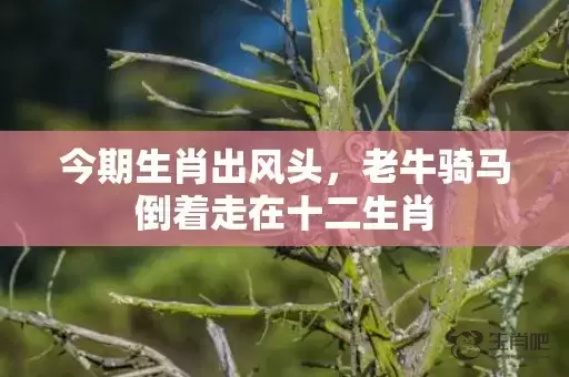 今期生肖出风头，老牛骑马倒着走在十二生肖插图