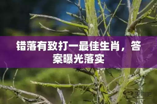 错落有致打一最佳生肖，答案曝光落实插图