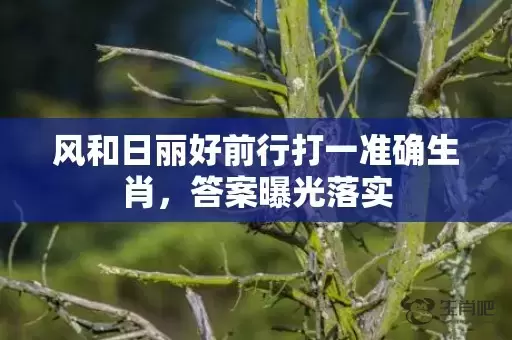 风和日丽好前行打一准确生肖，答案曝光落实插图