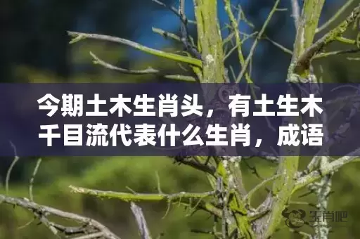 今期土木生肖头，有土生木千目流代表什么生肖，成语解释落实插图