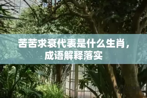 苦苦求衰代表是什么生肖，成语解释落实插图