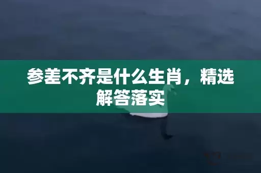参差不齐是什么生肖，精选解答落实插图