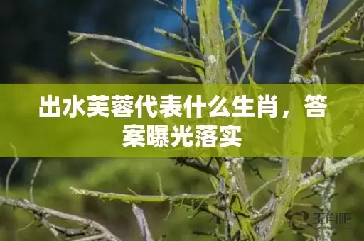 出水芙蓉代表什么生肖，答案曝光落实插图